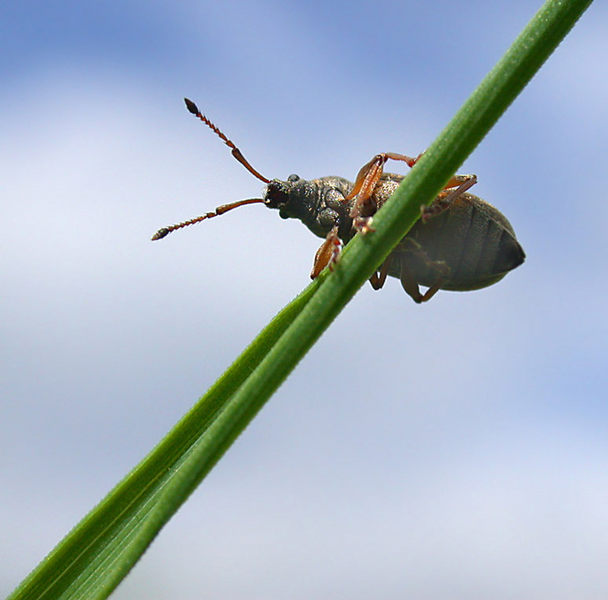 Der Seiltänzer