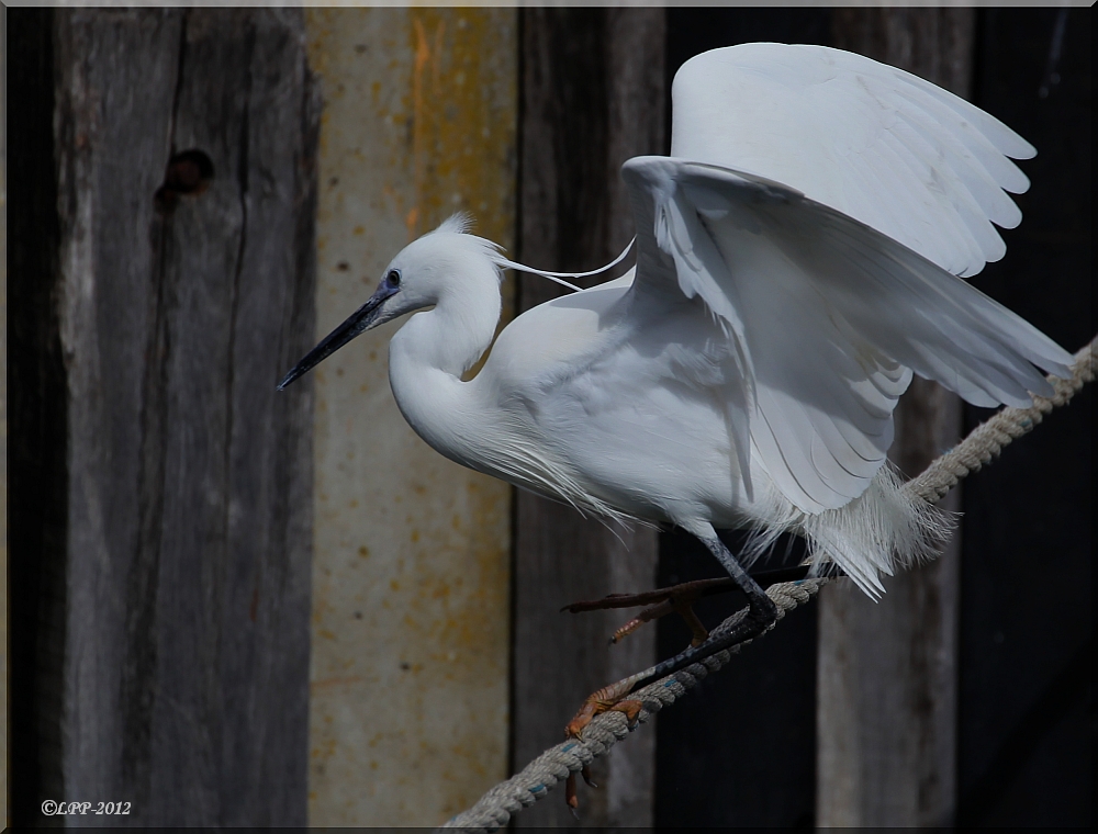 ... der Seiltänzer ... / ... le funambule ...