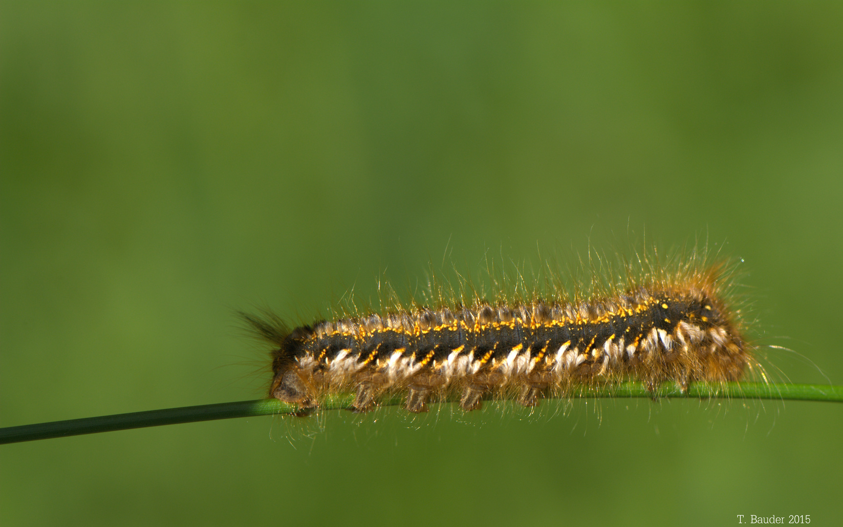 Der Seiltänzer (Raupe einer Grasglucke)