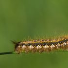 Der Seiltänzer (Raupe einer Grasglucke)