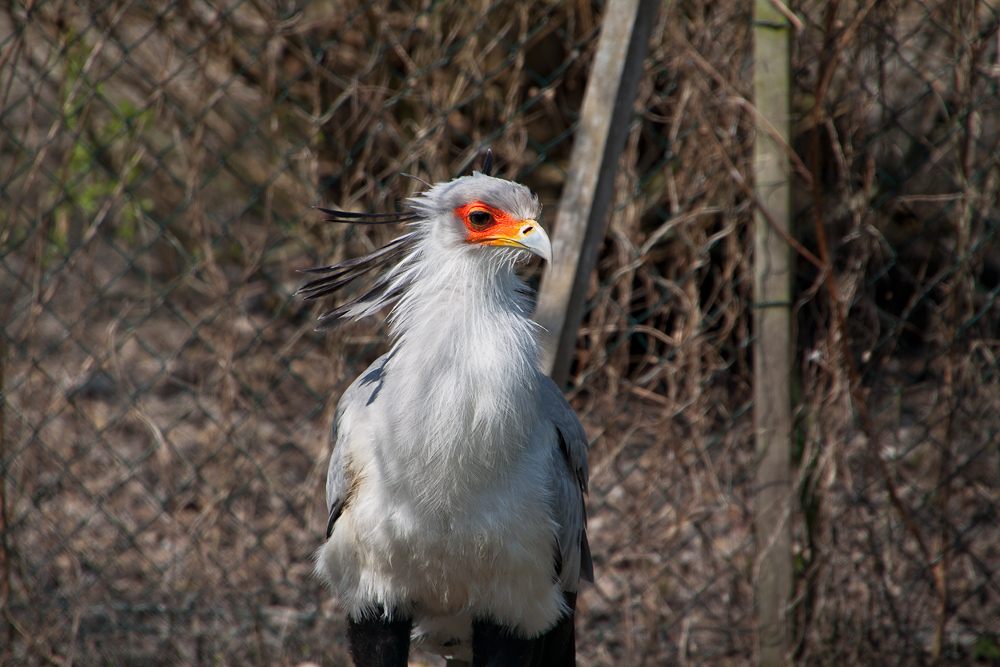 Der Sekretär