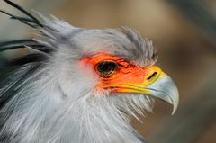 Der Sekretär
