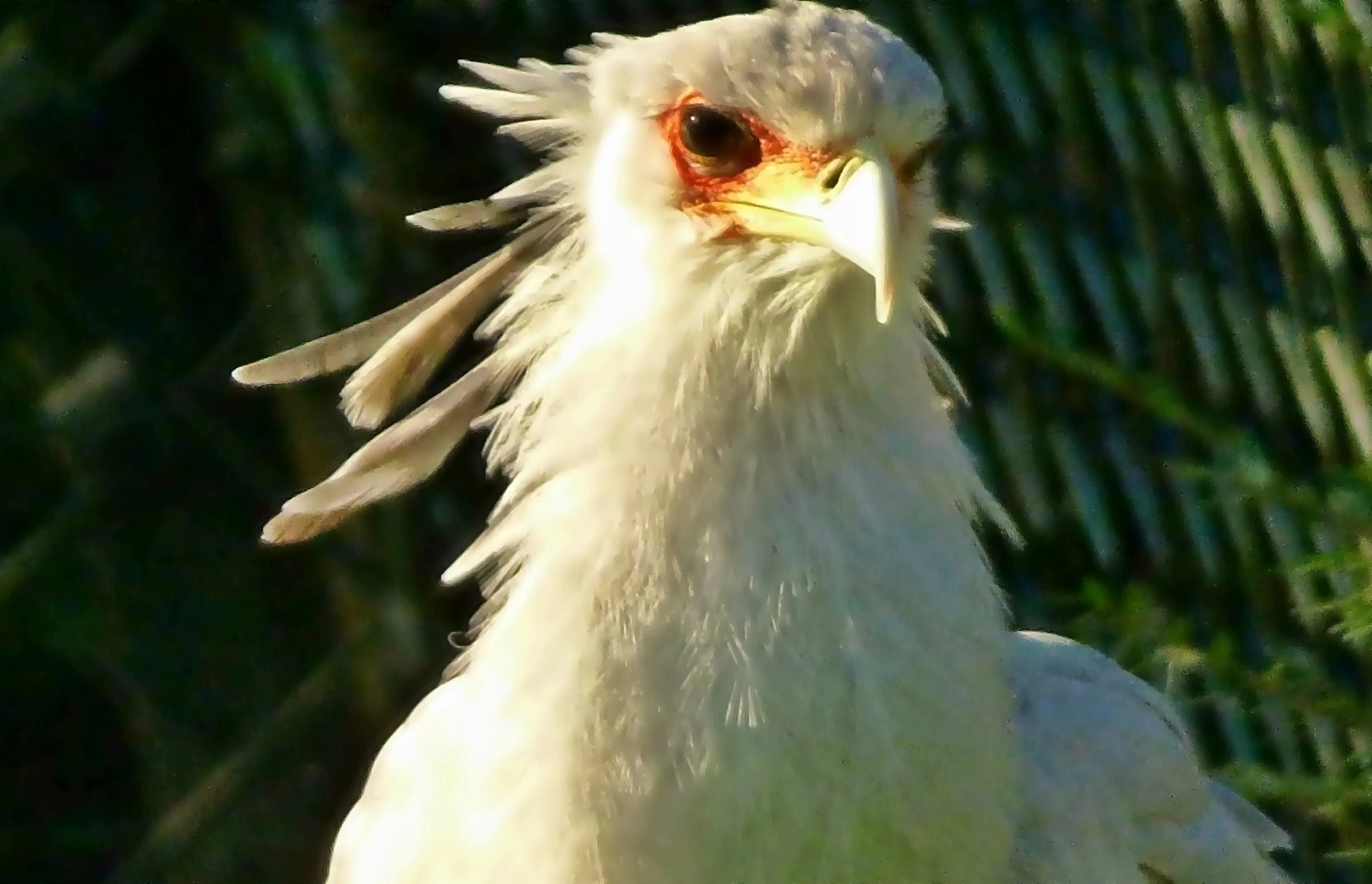 Der Sekretär . . .