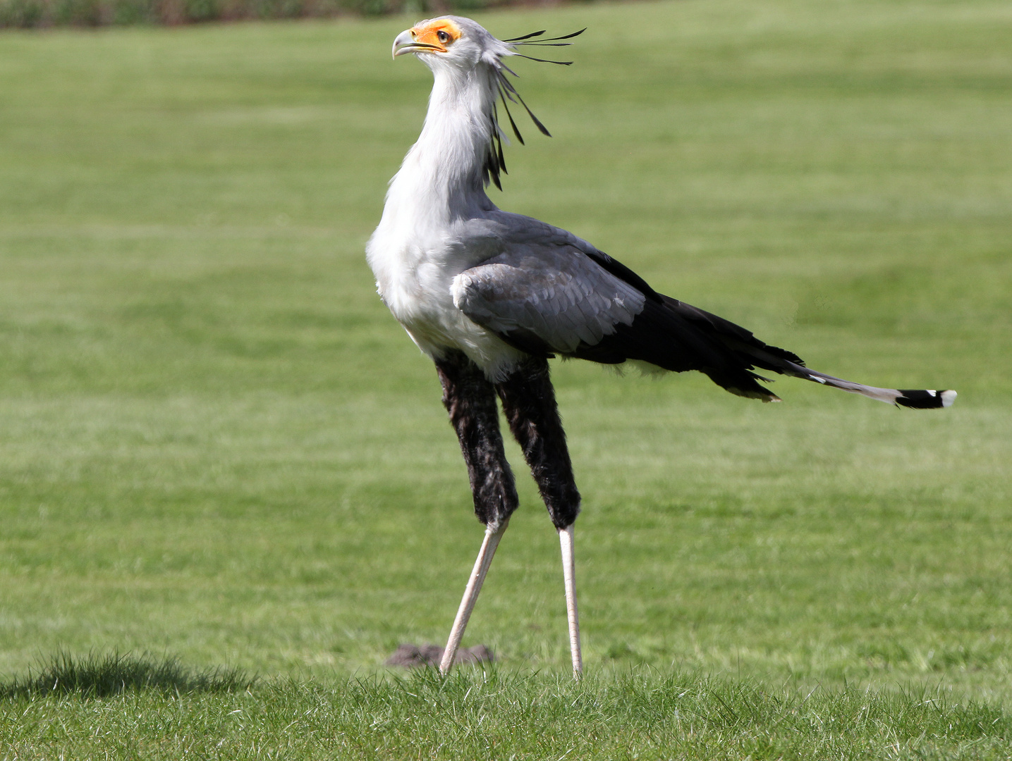 Der Sekretär hier bin ich