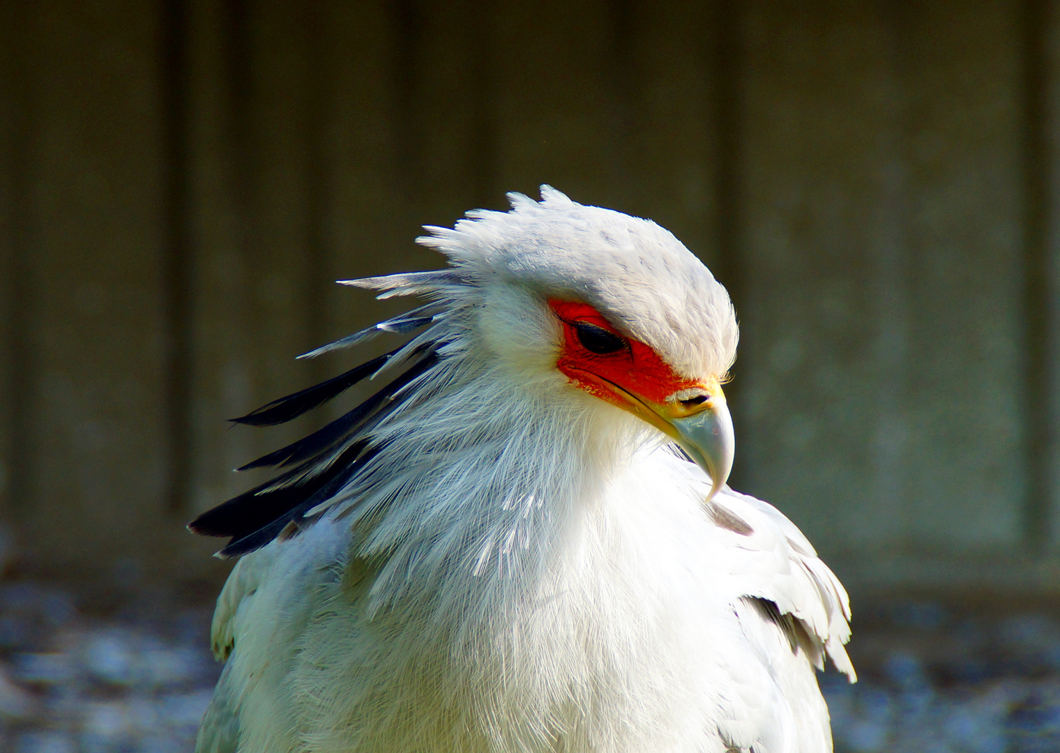 Der Sekretär (Sagittarius serpentarius)