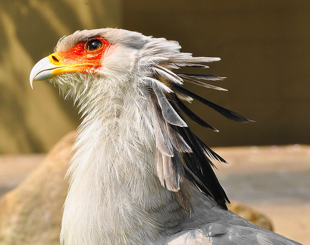 Der Sekretär (Sagittarius serpentarius)