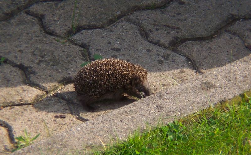 der selbe igel