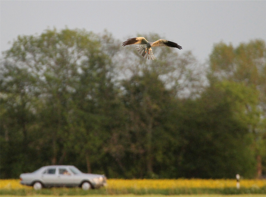 Der selbe Vogel am 13.5.11