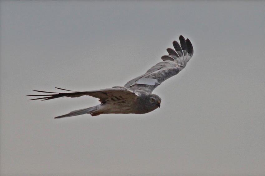 Der selbe Vogel am 22.7.2010