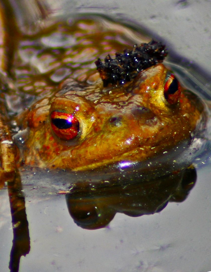 der selbst ernannte Froschkönig