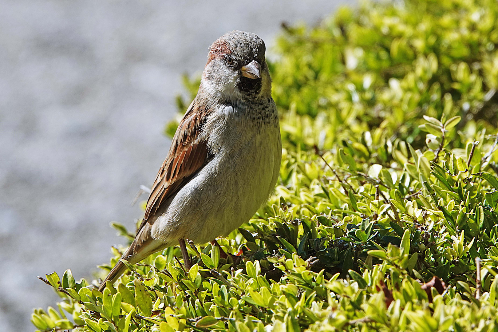 der selbstbewusste Spatz