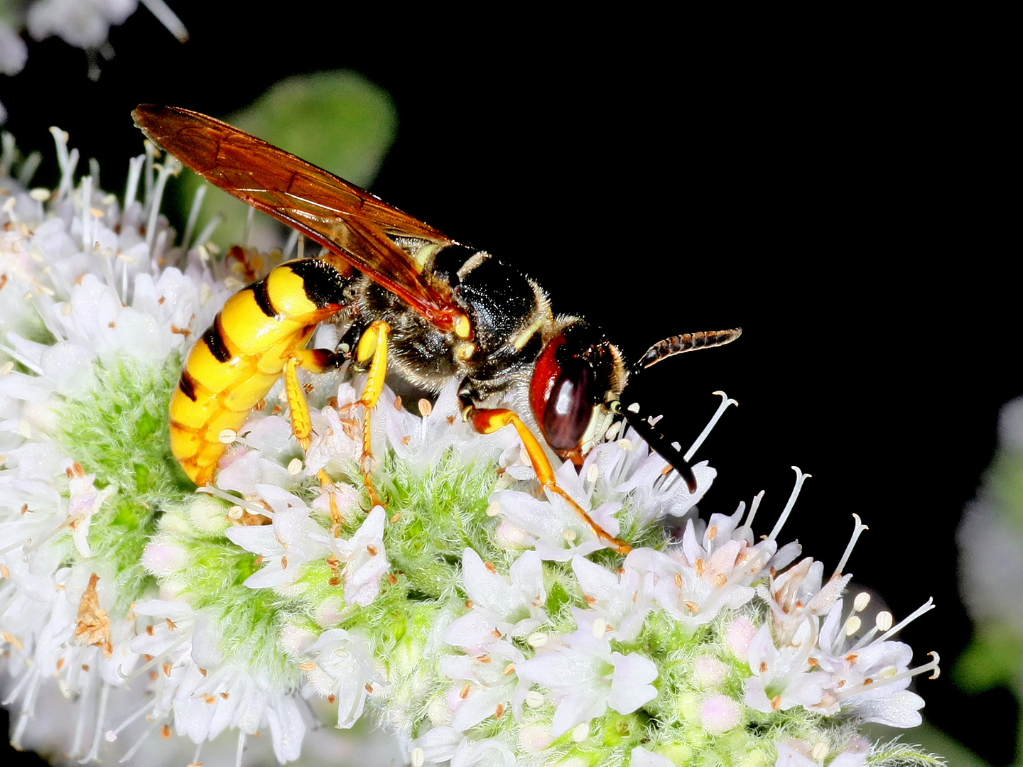 Der selten gewordene Bienenwolf (Philanthus triangulum) female....