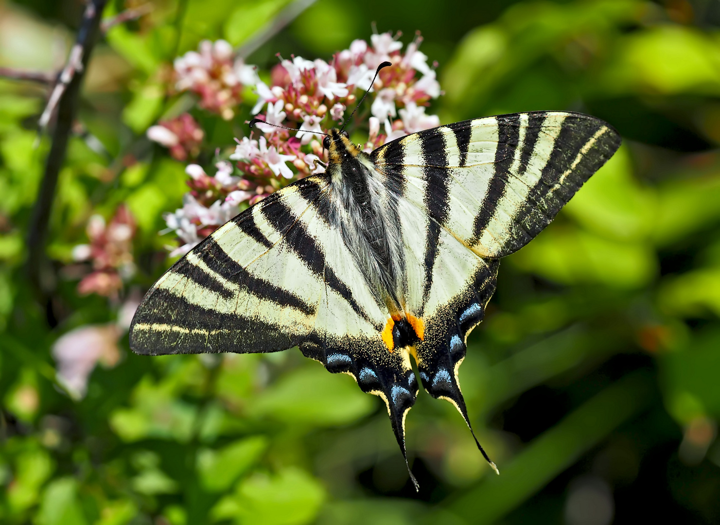 Der selten gewordene Segelfalter (Iphiclides podalirius)!  - Le Flambé qui se fait rare!