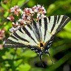 Der selten gewordene Segelfalter (Iphiclides podalirius)!  - Le Flambé qui se fait rare!