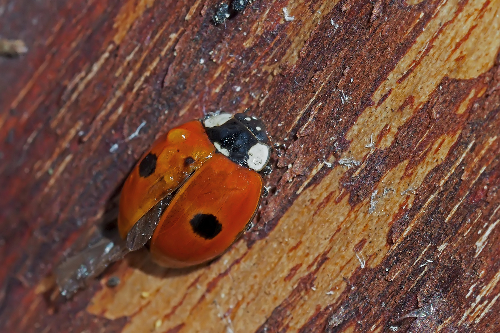  Der selten gewordene Zweipunkt-Marienkäfer (Adalia bipunctata) - Cette coccinelle se fait rare! 