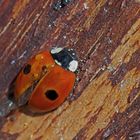  Der selten gewordene Zweipunkt-Marienkäfer (Adalia bipunctata) - Cette coccinelle se fait rare! 