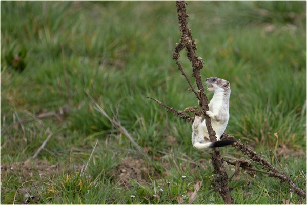 Der seltene Besuch....