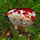 Der seltene Blutende Korkstacheling (Hydnellum peckii)! - Hydnelle de Peck.   