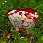 Der seltene Blutende Korkstacheling (Hydnellum peckii)! - Hydnelle de Peck.   