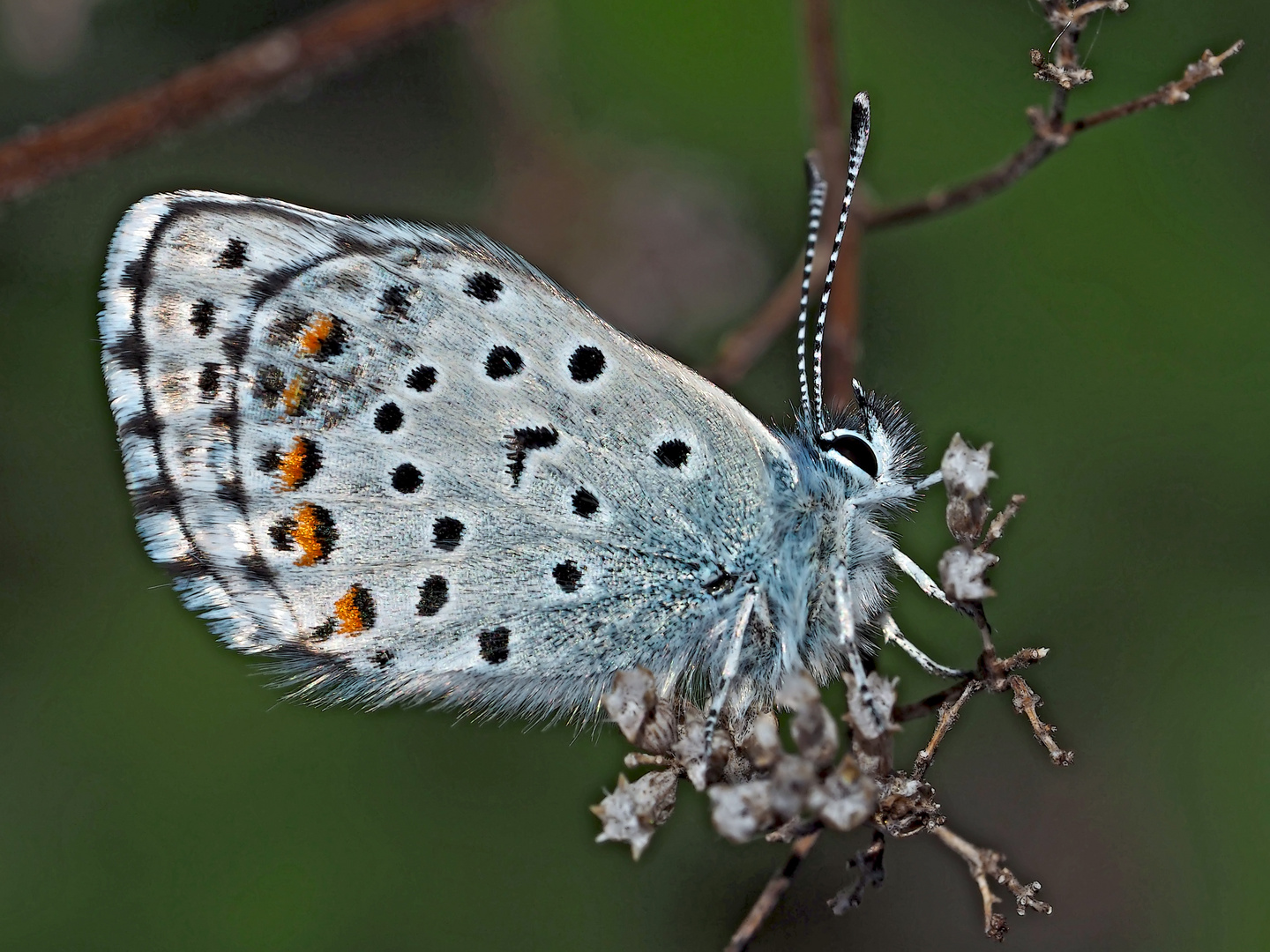 Der seltene Graublaue Bläuling (Pseudophilotes baton) - Azuré de la sarriette.