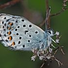 Der seltene Graublaue Bläuling (Pseudophilotes baton) - Azuré de la sarriette.