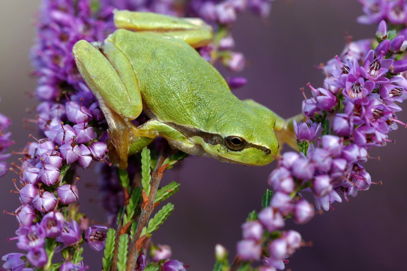 Der seltene "Heidefrosch" Europäischer Laubfrosch (Hyla arborea)