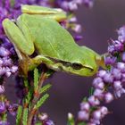 Der seltene "Heidefrosch" Europäischer Laubfrosch (Hyla arborea)