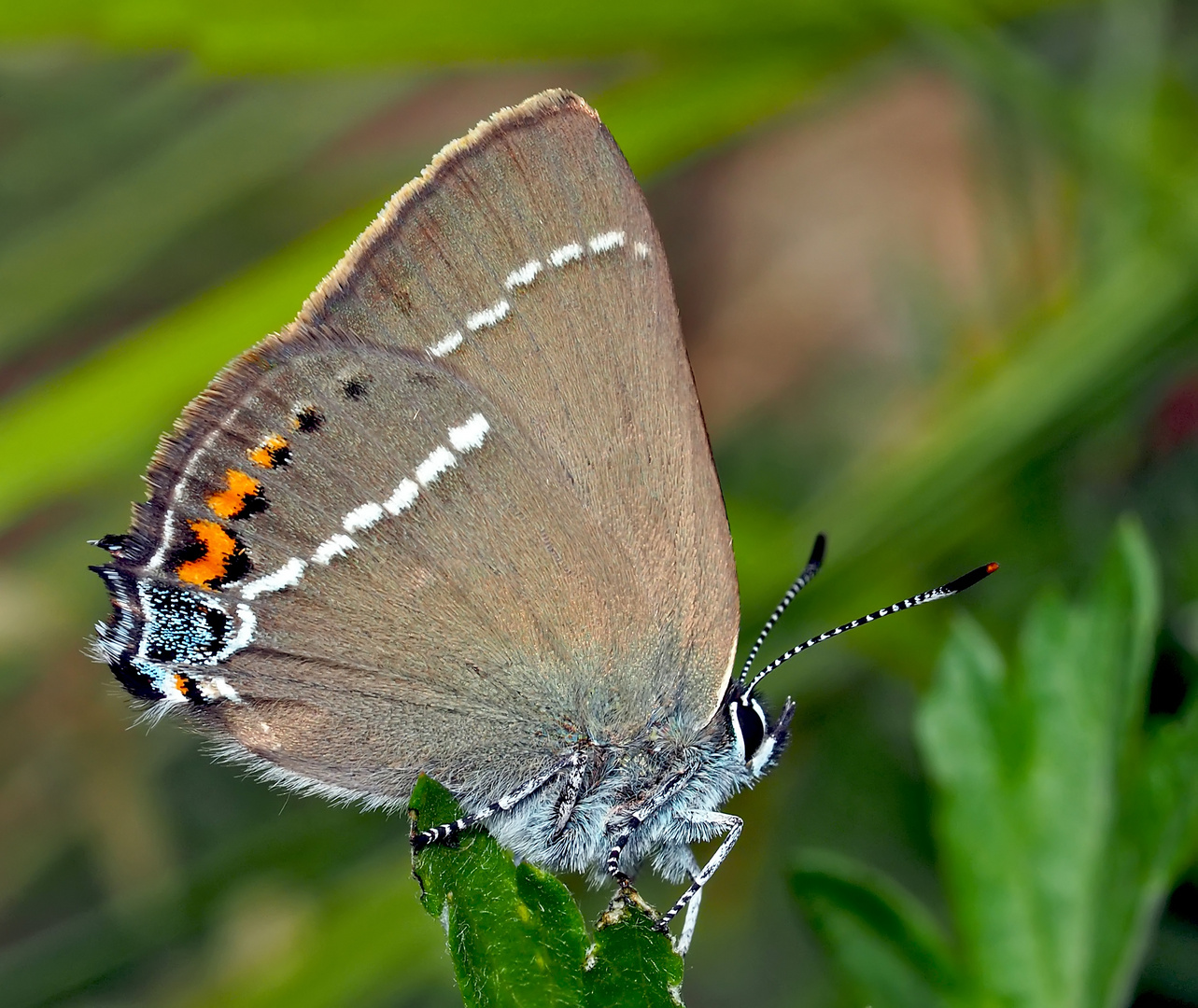 Der seltene Kreuzdorn-Zipfelfalter (Satyrium spini)! 