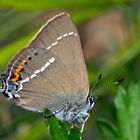 Der seltene Kreuzdorn-Zipfelfalter (Satyrium spini)! 