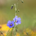 Der seltene Lothringer Lein (Linum leonii ) 