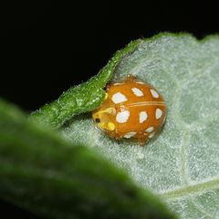 Der seltene Marienkäfer HALYZIA SEDECIMGUTTATA ...