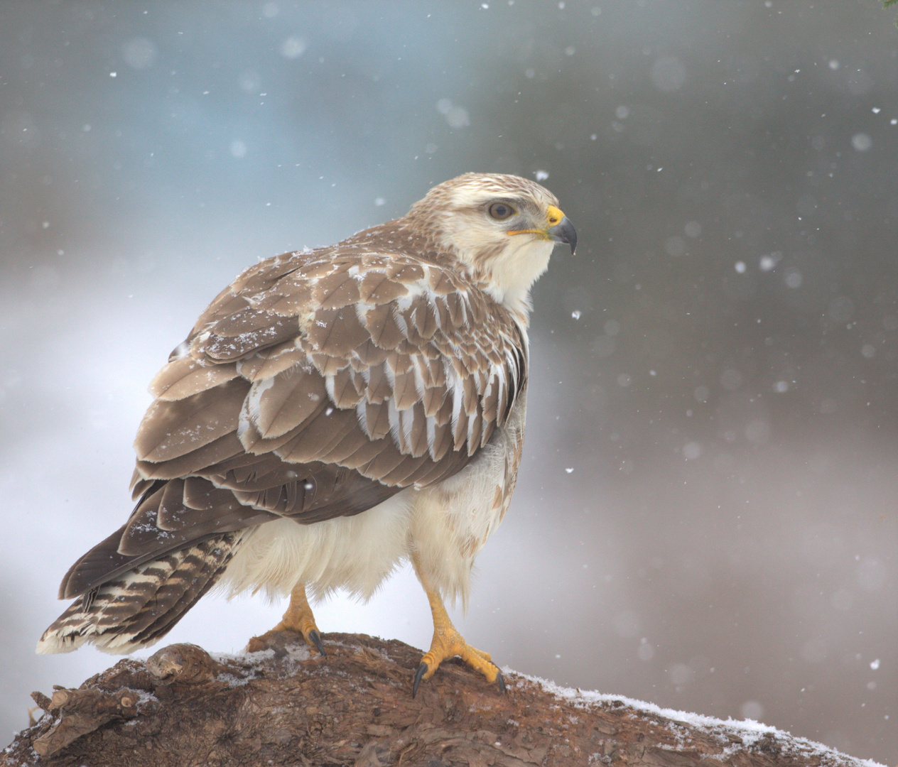 der seltene "neuschnee-bussard"