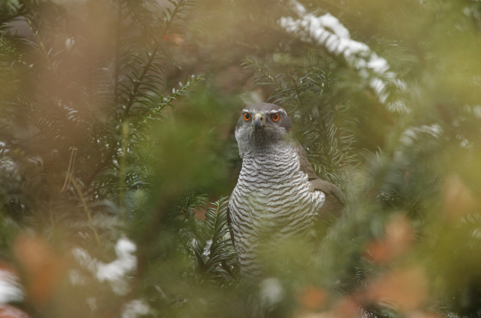 der seltene "neuschnee-habicht"