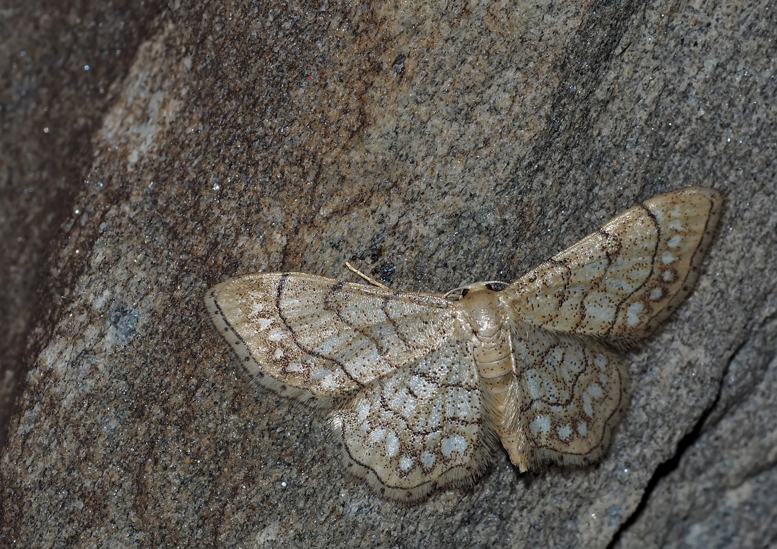 Der seltene Perlrand-Zwergspanner (Idaea moniliata)! - La Coquille, un papillon très rare! 