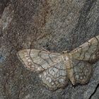 Der seltene Perlrand-Zwergspanner (Idaea moniliata)! - La Coquille, un papillon très rare! 