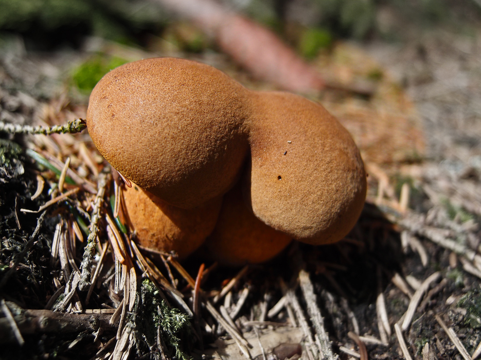 der seltene "Popo-Pilz"