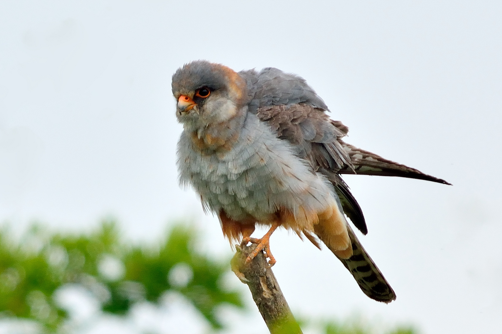 der seltene Rotfussfalke