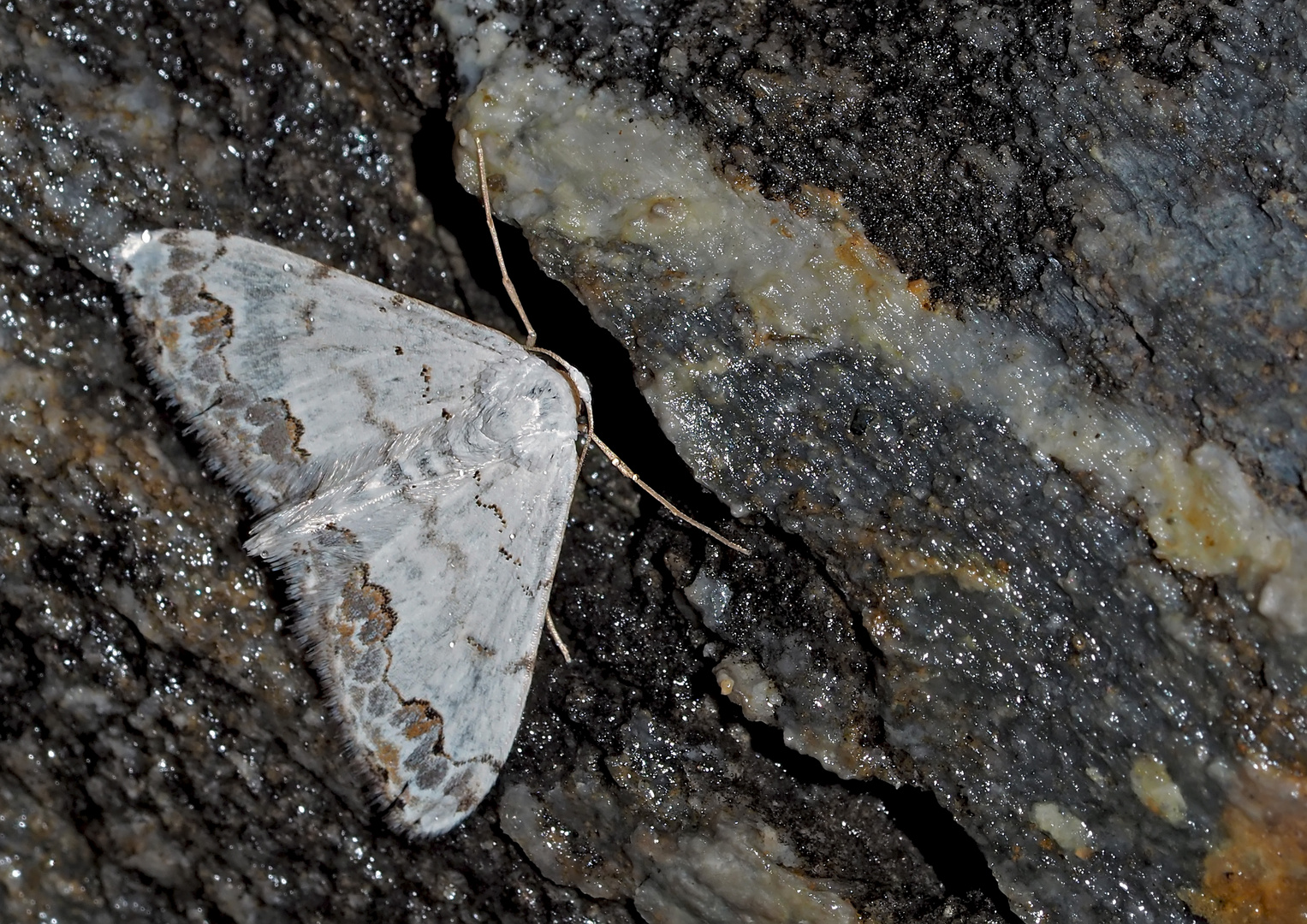 Der seltene Sand-Thymianspanner (Scopula decorata)! * - Il pleut fort, mais il dort...