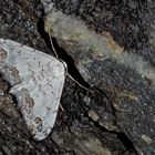 Der seltene Sand-Thymianspanner (Scopula decorata)! * - Il pleut fort, mais il dort...