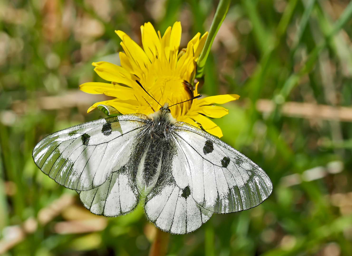 Der seltene schwarze Apollo (Parnassius mnemosyne) - Le Semi-Apollon.