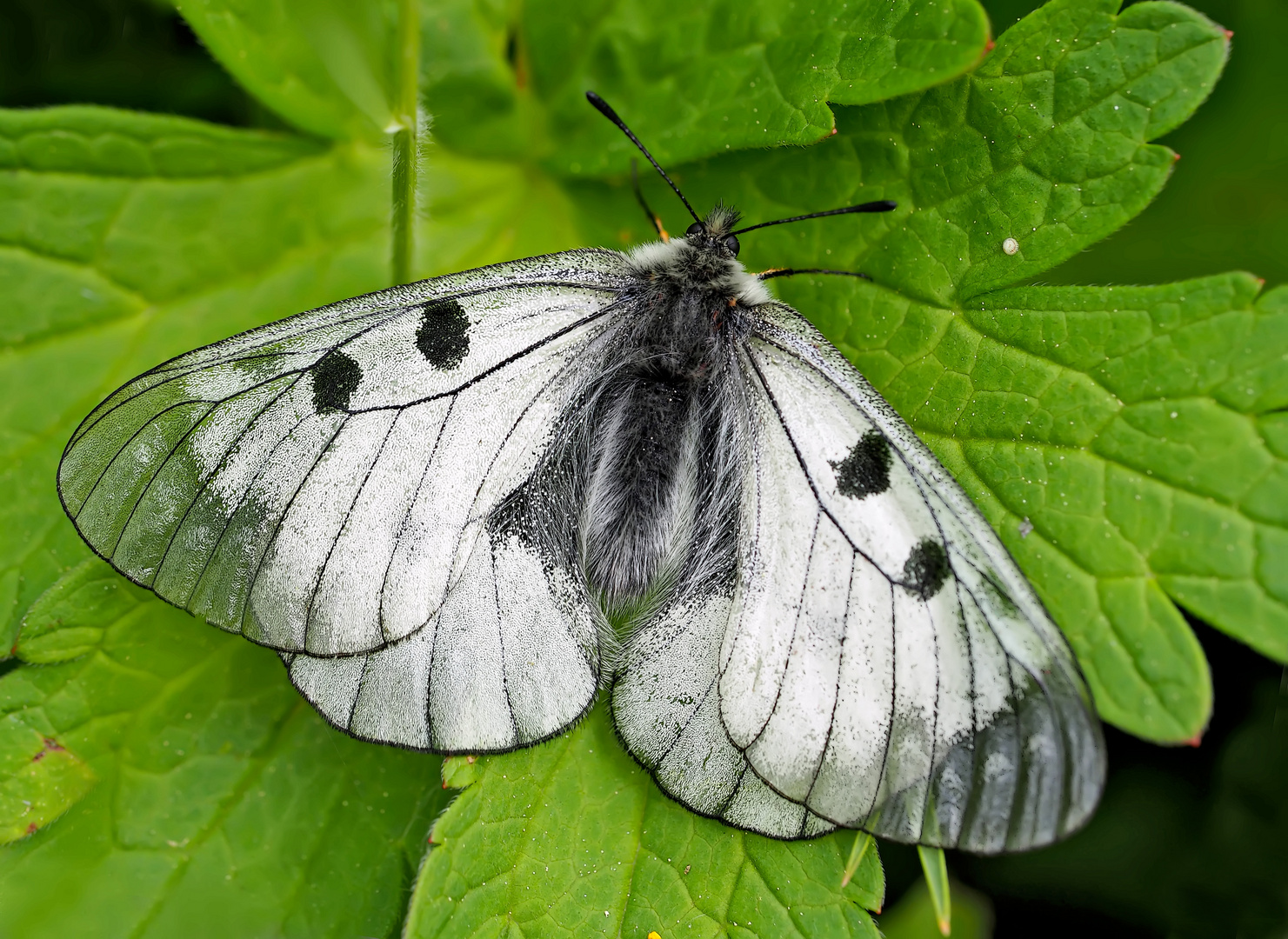 Der seltene schwarze Apollo (Parnassius mnemosyne) - Le Semi-Apollon.