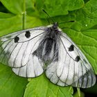 Der seltene schwarze Apollo (Parnassius mnemosyne) - Le Semi-Apollon.