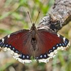 Der seltene Trauermantel (Nymphalis antiopa) - Le morio, une beauté fascinante!