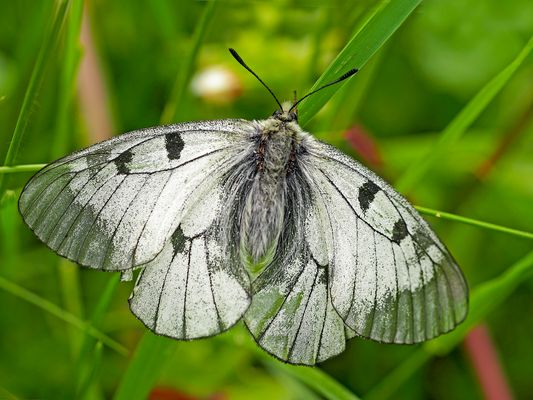 Der seltene und streng geschützte Schwarze Apollo (Parnassius mnemosyne)