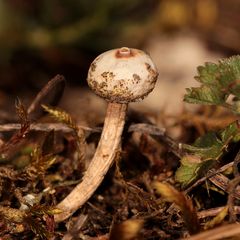 Der seltene Zitzen-Stielbovist (Tulostoma brumale), ...