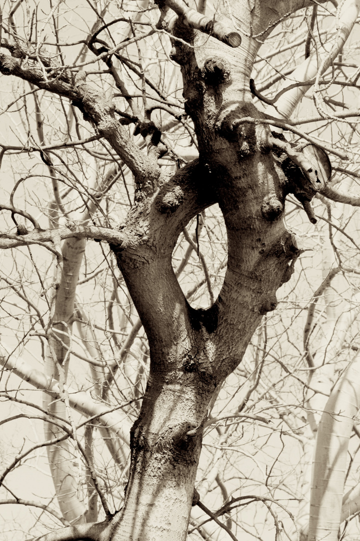 Der seltsame Baum