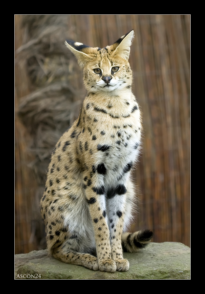 Der Serval