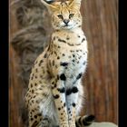 Der Serval