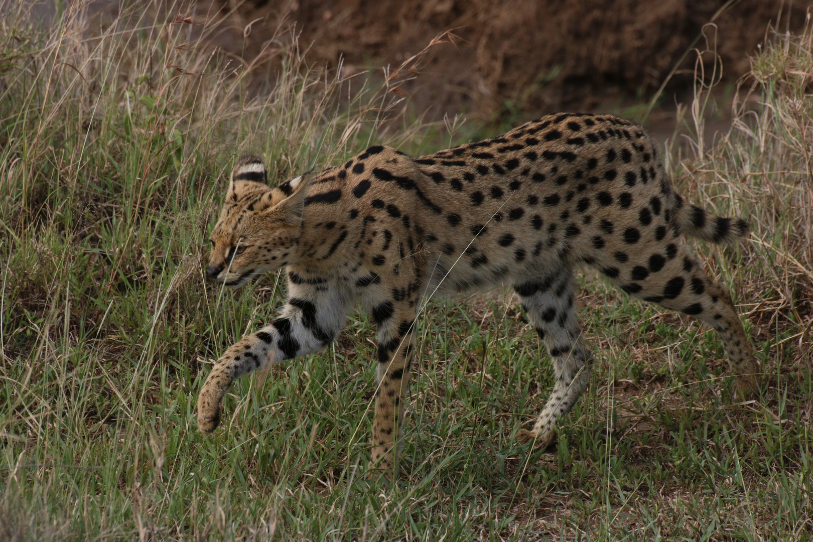 Der Serval auf der Pirsch!