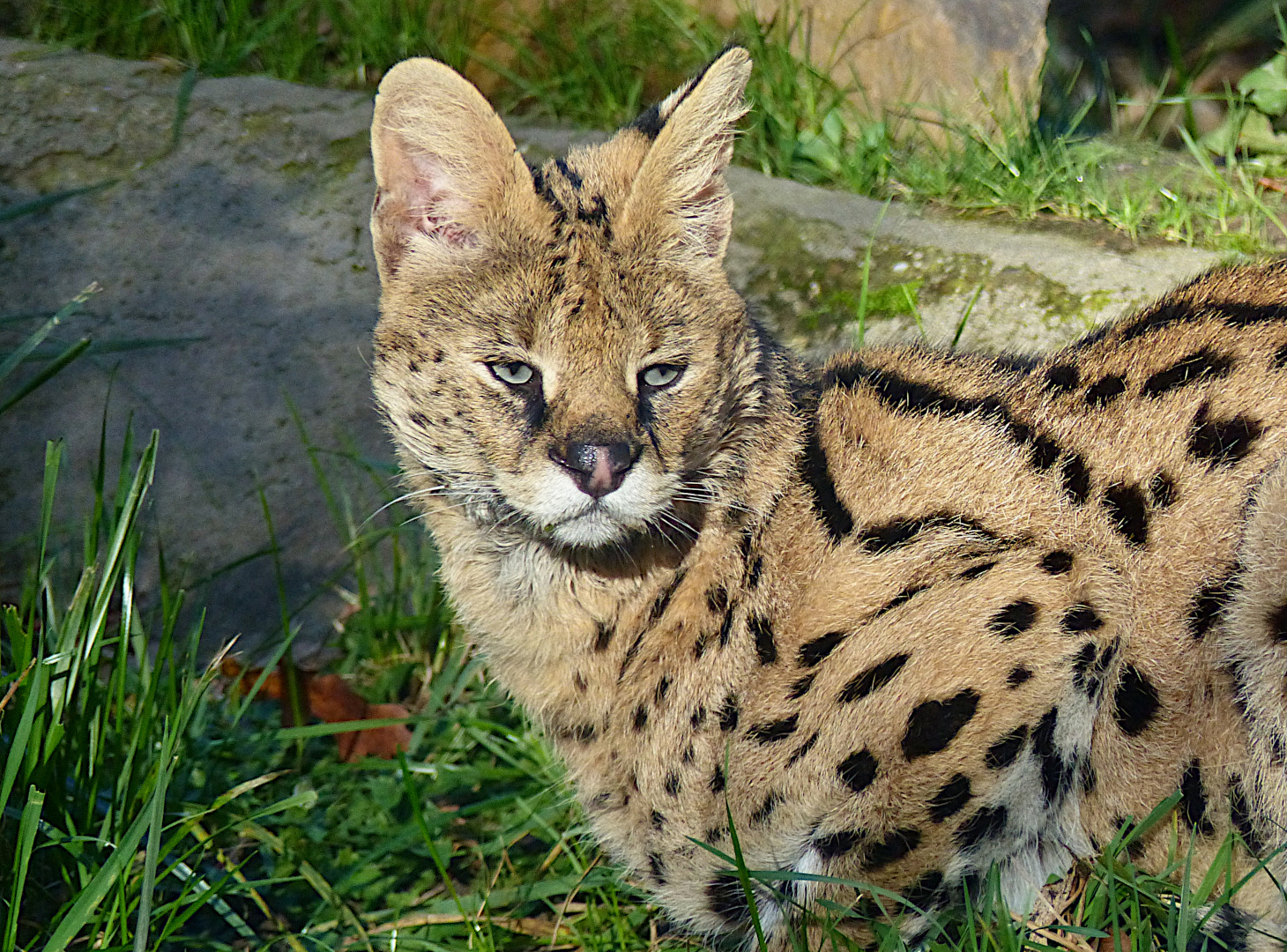 Der Serval